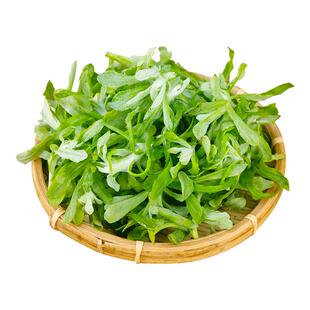 鼠曲草新鲜现摘清明草新鲜野生田艾棉菜佛耳草绒毛草青团草黄蒿
