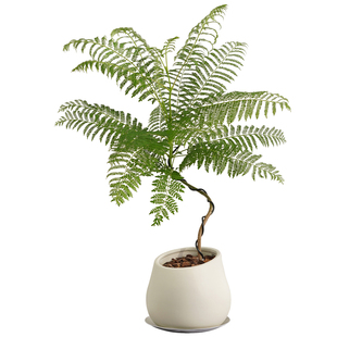 蓝花楹盆景桌面书房造型小阳台绿植网红植物款盆栽办公室内好养活