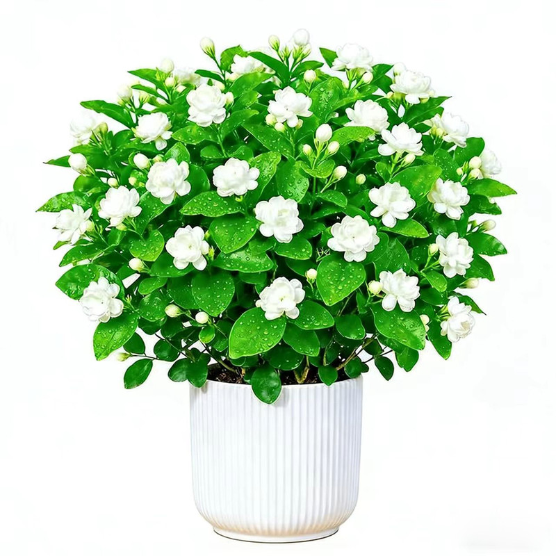 横县茉莉花苗阳台绿植四季绿植花茉莉花