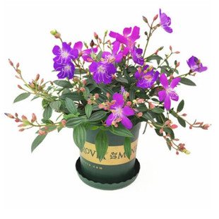 巴西野牡丹花 紫牡丹 开花绿植盆栽 蓝稔花苗 庭院花卉植物紫色花