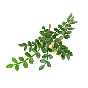 清香木现摘青香木叶子胡椒木西餐私房菜摆盘冷菜烘焙装饰花草