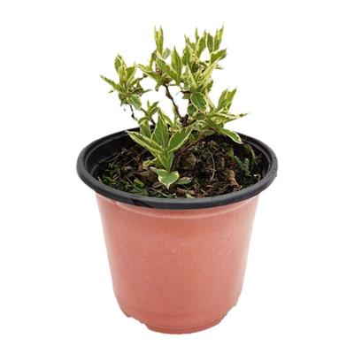 海蒂的花园花叶锦带春天爆花灌木