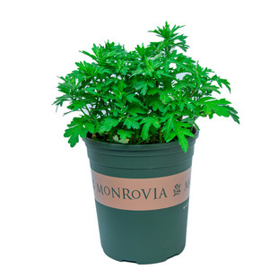 艾草盆栽可食用新鲜花卉室外庭院室内阳台好养植物绿植艾蒿艾叶苗