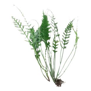 深山中草药生鲜倒生莲长叶铁角蕨长生蕨定草仙人搭桥尾生根凤尾草