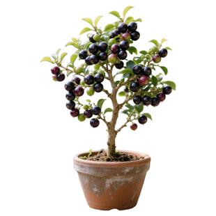 嘉宝果树大树树葡萄苗果树特大加宝果树名贵四季南方种植庭院盆栽