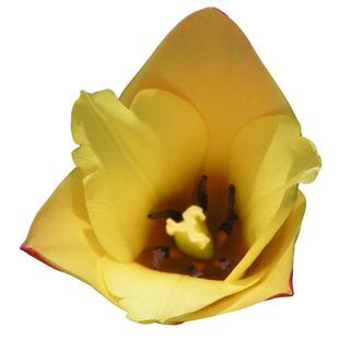 塔克进口原生郁金香种球秋植球根花苗盆栽地栽多年生耐寒虹越现货