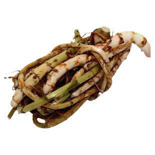正宗蟠龙鲜春砂仁根500g阳春特产砂仁根条砂仁头食疗煲汤料砂仁根