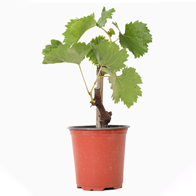 巨峰葡萄树苗巨峰阳光玫瑰树苖果树南方北方种植玫瑰香苗秧树