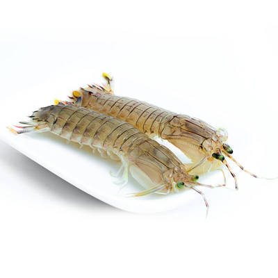 500g现货全母皮皮虾新鲜琵琶