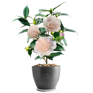 戴氏之歌水晶稀有品种美国进口名贵巨型粉色托桂茶花庭院盆栽绿植