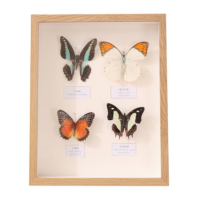 中空相框摆台手工diy蝴蝶a4昆虫标本盒立体框干花保存展示框画框