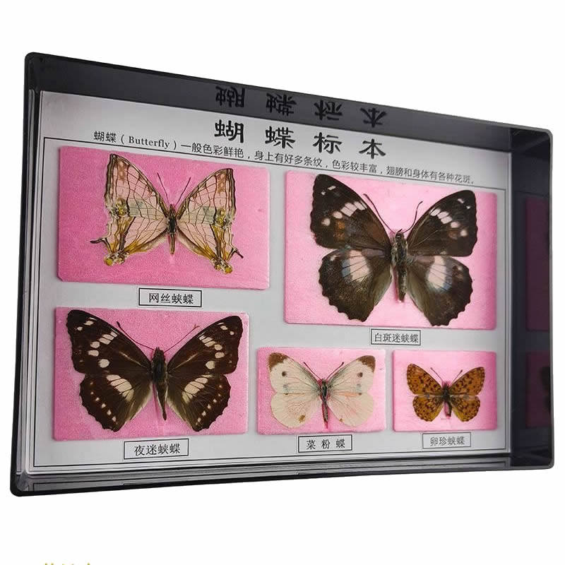 蒙式教育动植物标本昆虫发育成长