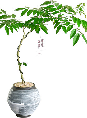 黄花梨盆栽好养活老桩盆景植物