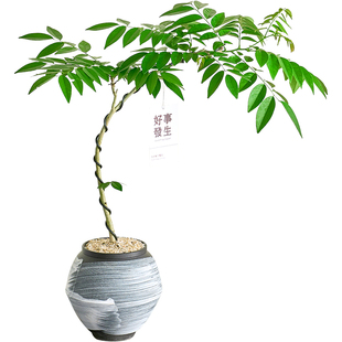 黄花梨盆栽香枝树室内电视柜旁边绿植好养活老桩盆景树苗观叶植物