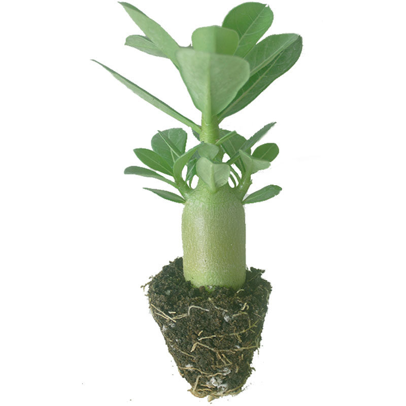 沙漠玫瑰花苗盆栽绿植重瓣四季花卉植物老桩室内阳台盆景开带花苞