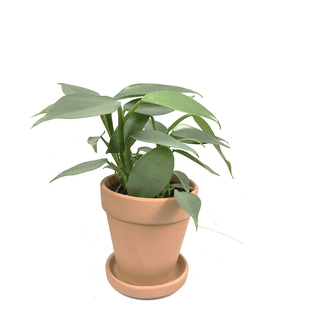 哈斯塔姆蔓绿绒雪钻银剑金属银叶北欧绿植盆栽耐阴室内攀爬耐阴