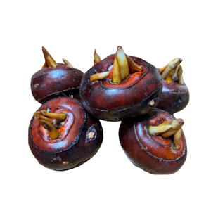 精选乐昌马蹄王现挖荸荠当季水果地梨口感脆甜无渣北乡特产马蹄王