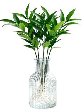 驱蚊竹柏水培老桩室内好养植物