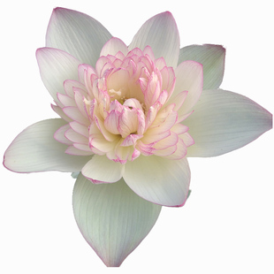 新云锦  中型莲花种藕苗荷花盆栽水生观赏阳台庭院花卉建国碗莲