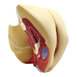 ENOVO颐诺医学人体女性生殖系统模型女子宫模型妇产科解剖教学内外生殖妇产科医生培训医师上海器材标本教具