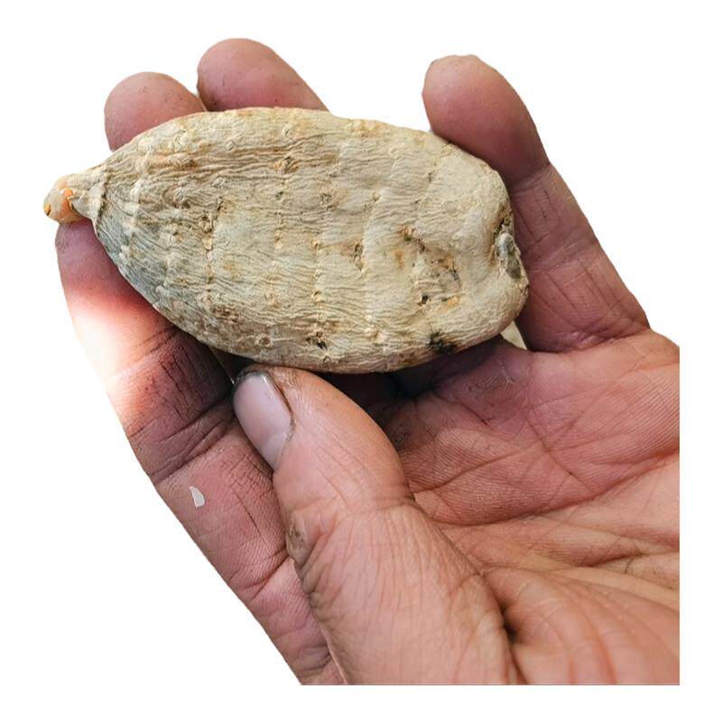 秦巴深山新鲜天麻昭通神龙架天麻素含量普通9倍干货500g包邮无硫