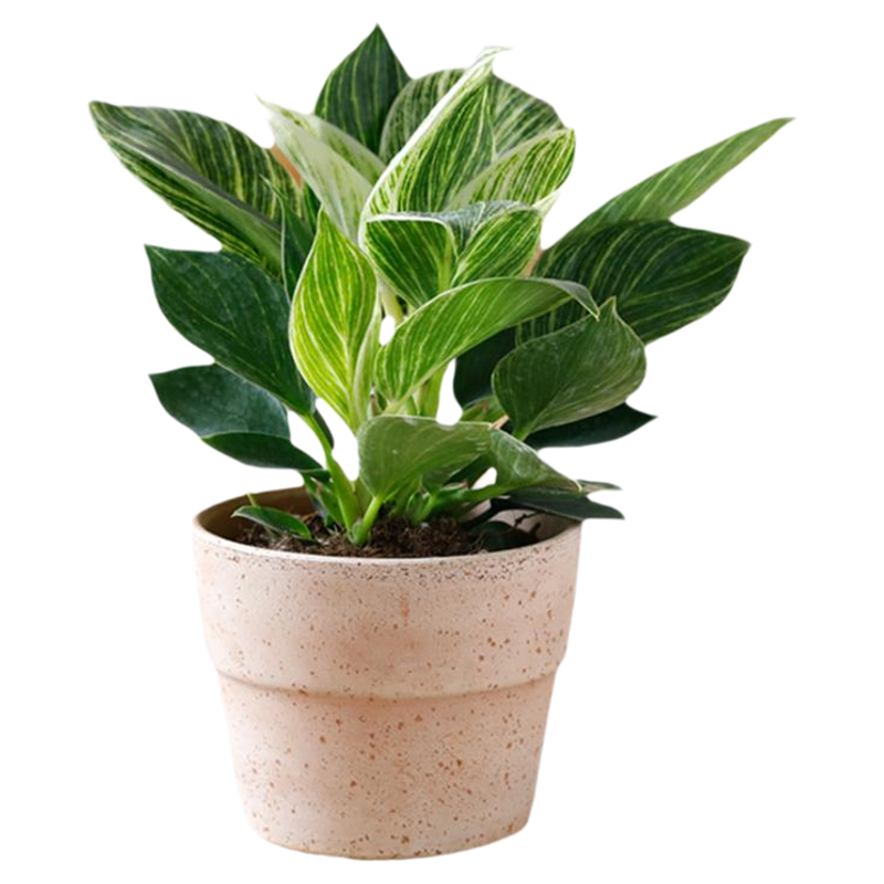 海蒂的花园旗舰店室内植物盆栽龟背竹铂金钻蔓绿绒桌面小绿植办公