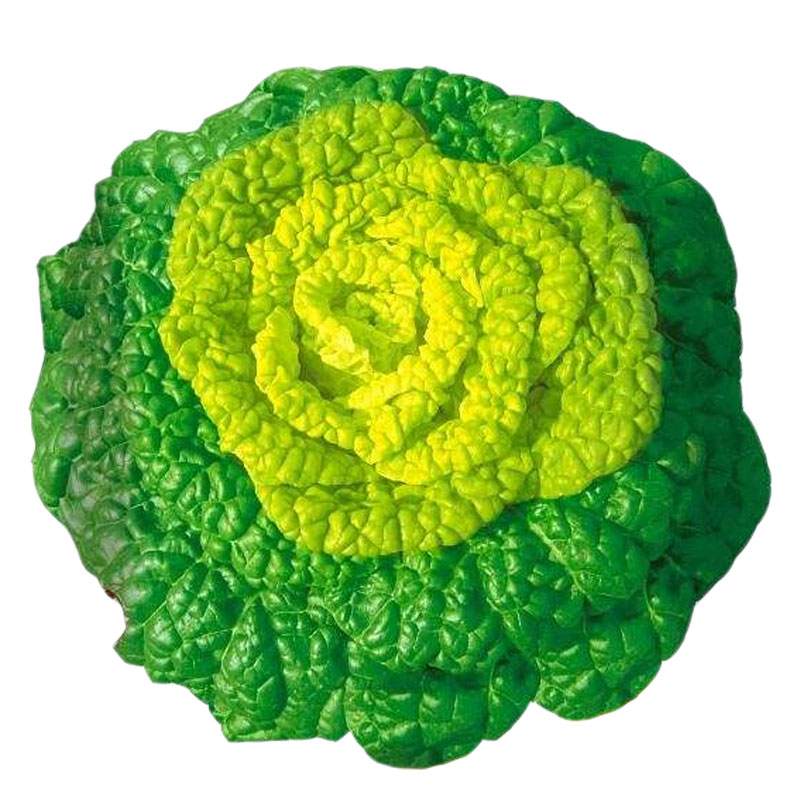 黄心乌菜种子 乌塌菜菊花芯种子 黄心菜白菜 淮南特色菜秋季播