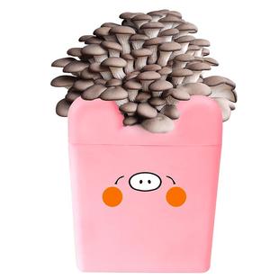 卡通款平菇蘑菇种植菌包袋盒桶装阳台种养观赏食用菌盆栽室内菌棒