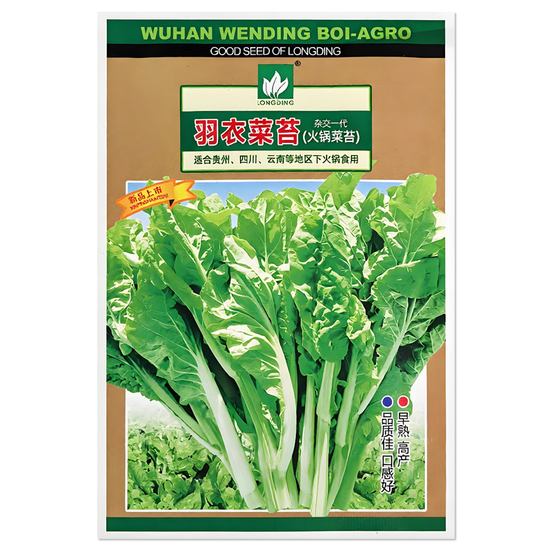 文鼎羽衣菜苔种子火锅菜苔