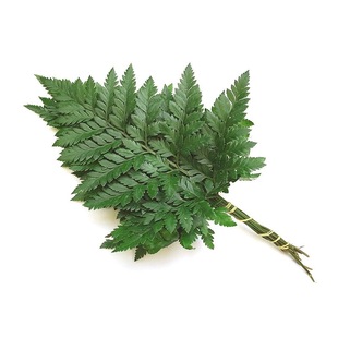 新鲜高山羊齿叶芒叶杨子叶草西餐摆盘蛋糕烘焙装饰点缀鲜花草10支