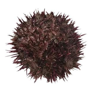 大连海鲜黄金虾夷黄胆小平岛海刺猬新鲜紫胆即食刺身鲜活马粪海胆