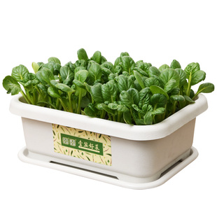 阳台种菜盆蔬菜种植盆花盆花槽塑料家庭韭菜盆室内盆栽长方形特大