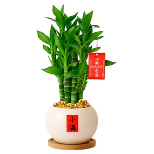 富贵竹小盆栽绿植室内植物客厅招财竹子节节高办公室桌面四季盆景