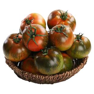 草莓番茄苗秧苗铁皮西红柿秧子绿腚柿子千禧圣女果种籽苗盆栽菜苗