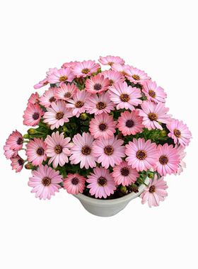 【撒一次长满院】除虫菊驱蚊虫菊种驱蚊花种懒人多年生四季开花