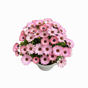 【撒一次长满院】除虫菊驱蚊虫菊种驱蚊花种懒人多年生四季开花