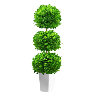 金钱榕盆景家用客厅大盆栽招财树造型金钱榕树室内小叶绿植老桩