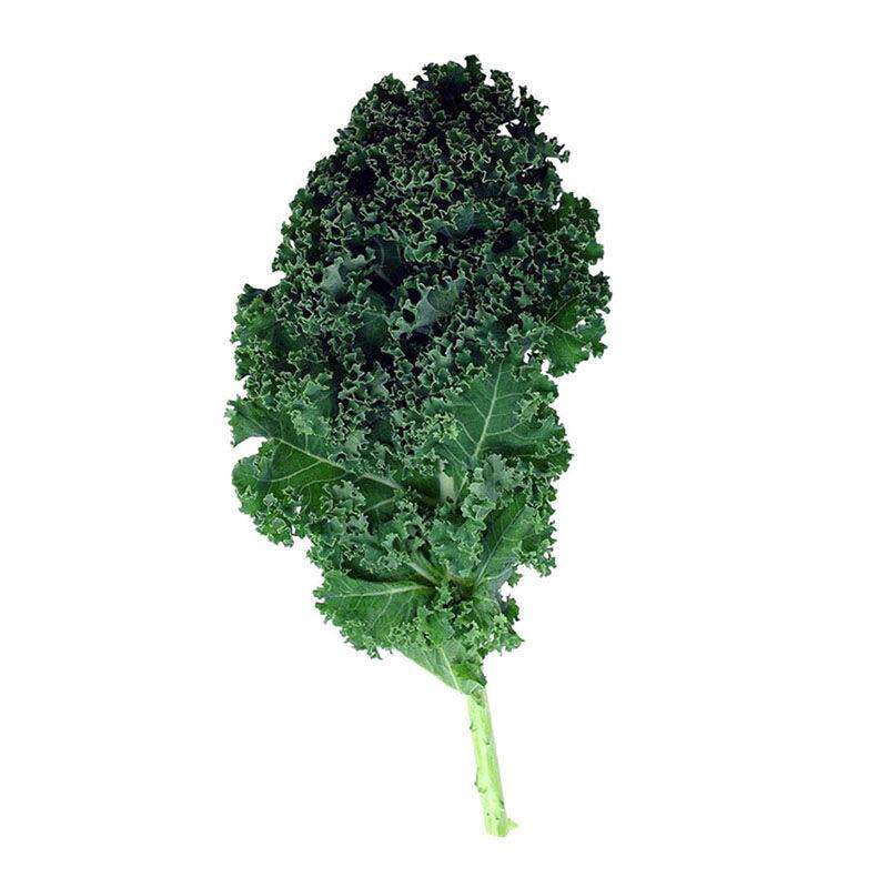 食用羽衣甘蓝种子四季盆栽