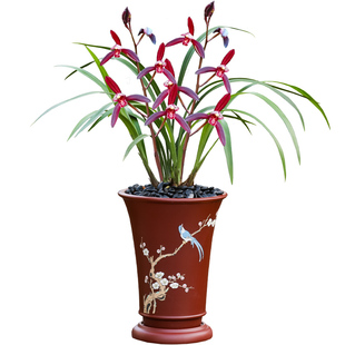 德芳兰业兰花苗建兰墨宝浓香花卉带花苞好养绿植盆栽