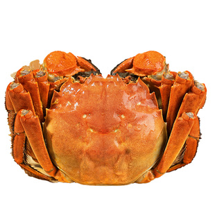 【活蟹只只满黄】阳澄后荡湖精品大闸蟹鲜活全母公超特大螃蟹5两