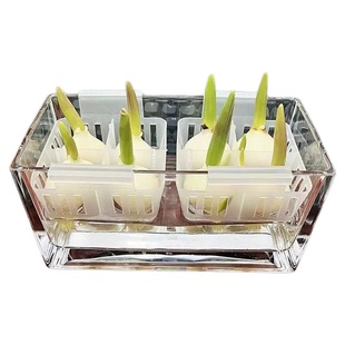 10颗进口郁金香种球水培花卉植物室内花种子盆栽花苗土培水养耐寒