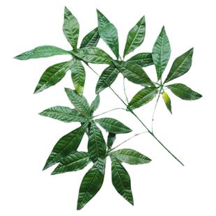 仿真发财树叶子塑料手感过胶树叶工程造景装饰绿植叶假发财树枝叶
