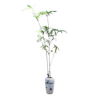 琴丝竹观赏竹子盆栽室内办公室客厅禅意中式书房阳台盆景四季常青