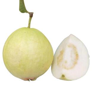 顺丰包邮白心芭乐番石榴软心香甜软糯当季新鲜水果鸡屎果冰淇淋果