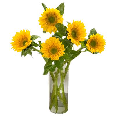 悦多彩AB级绿心向日葵鲜花