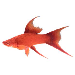 玛丽鱼皮球鱼黑尾月光红剑除油膜鱼热带观赏鱼好养耐活淡水小型鱼