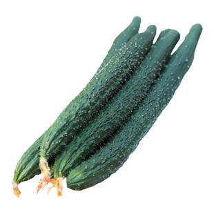 老品种高产大黄瓜种子种籽苗四季绿瓤绿心秧苗青瓜春季蔬菜孑籽种