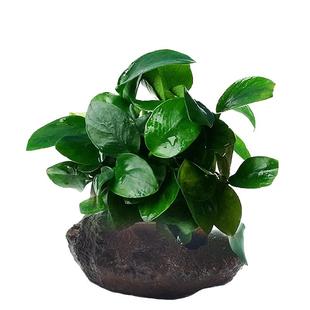 鱼缸水草种子微景观水草泥创意桌面盆栽水培植物玻璃瓶水造景对叶