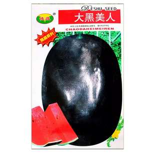 特大黑美人西瓜种子早熟8424麒麟西瓜种子无籽特大巨型西瓜种孑