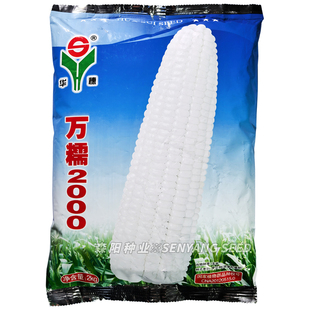 【4斤装】华穗万糯2000玉米种子国审大田鲜食玉米大棒高产白甜糯